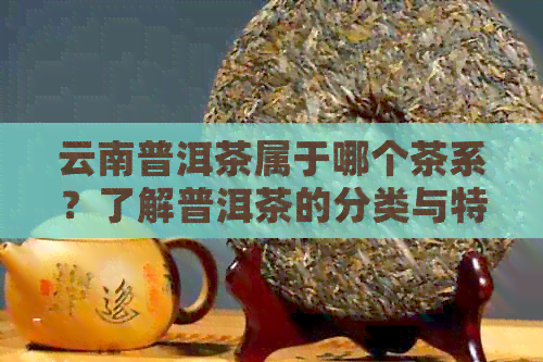 云南普洱茶属于哪个茶系？了解普洱茶的分类与特点