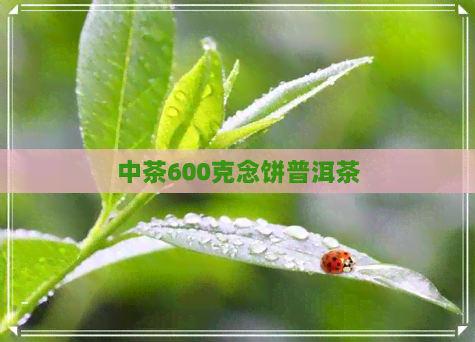 中茶600克念饼普洱茶