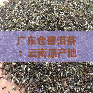 广东仓普洱茶：云南原产地的饮用秘密解析与昆明特色对比