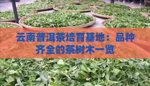 云南普洱茶培育基地：品种齐全的茶树木一览