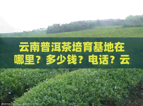 云南普洱茶培育基地在哪里？多少钱？电话？云南普洱茶种植基地。