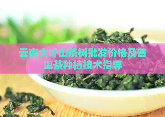 云南大叶山茶树批发价格及普洱茶种植技术指导