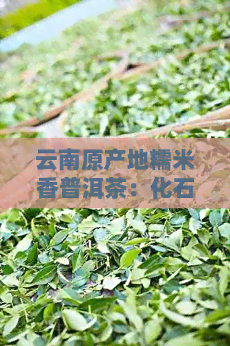 云南原产地糯米香普洱茶：化石颗粒中的历与文化