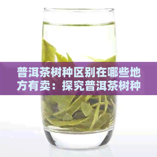 普洱茶树种区别在哪些地方有卖：探究普洱茶树种间的差异及购买地点