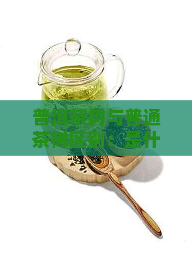 普洱茶树与普通茶树区别：是什么树？种植在何处？