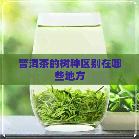 普洱茶的树种区别在哪些地方