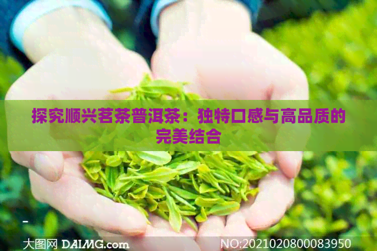 探究顺兴茗茶普洱茶：独特口感与高品质的完美结合