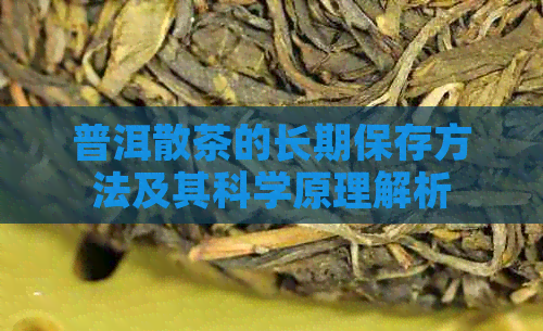 普洱散茶的长期保存方法及其科学原理解析