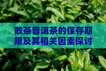 散茶普洱茶的保存期限及其相关因素探讨