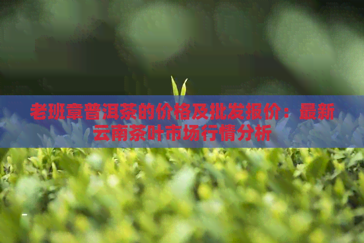 老班章普洱茶的价格及批发报价：最新云南茶叶市场行情分析