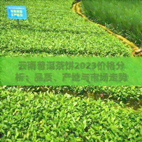 云南普洱茶饼2023价格分析：品质、产地与市场走势