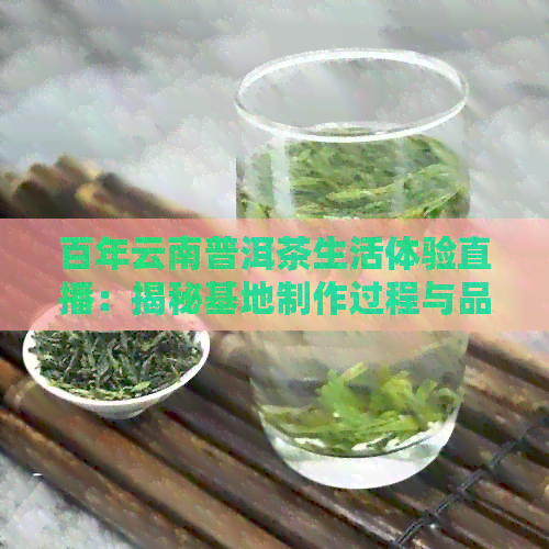 百年云南普洱茶生活体验直播：揭秘基地制作过程与品饮技巧