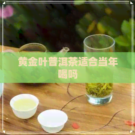 黄金叶普洱茶适合当年喝吗