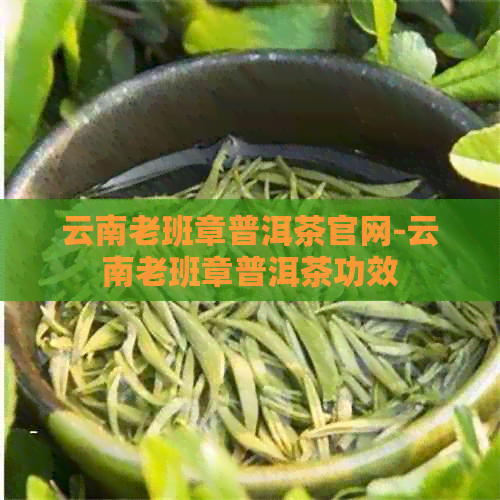 云南老班章普洱茶官网-云南老班章普洱茶功效