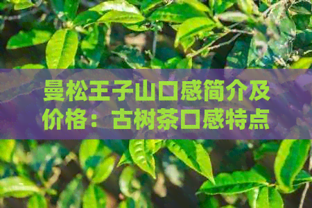 曼松王子山口感简介及价格：古树茶口感特点与树龄的关系