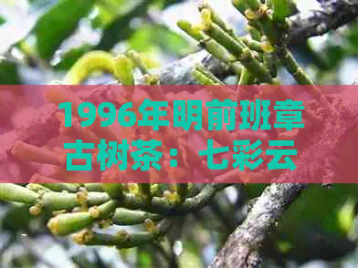 1996年明前班章古树茶：七彩云南普洱茶的全面品鉴与购买指南