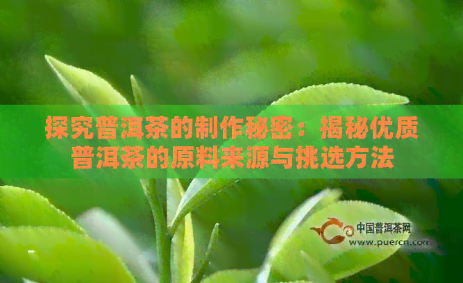 探究普洱茶的制作秘密：揭秘优质普洱茶的原料来源与挑选方法