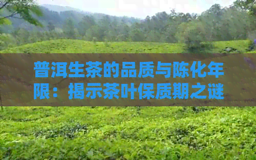 普洱生茶的品质与陈化年限：揭示茶叶保质期之谜