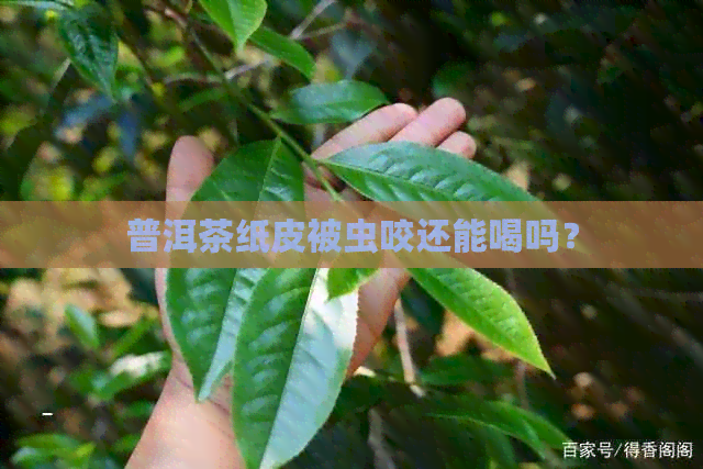 普洱茶纸皮被虫咬还能喝吗？