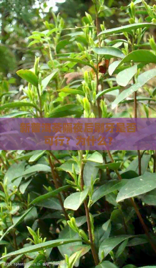 新普洱茶隔夜后刷牙是否可行？为什么？