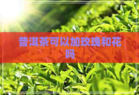 普洱茶可以加玫瑰和花吗