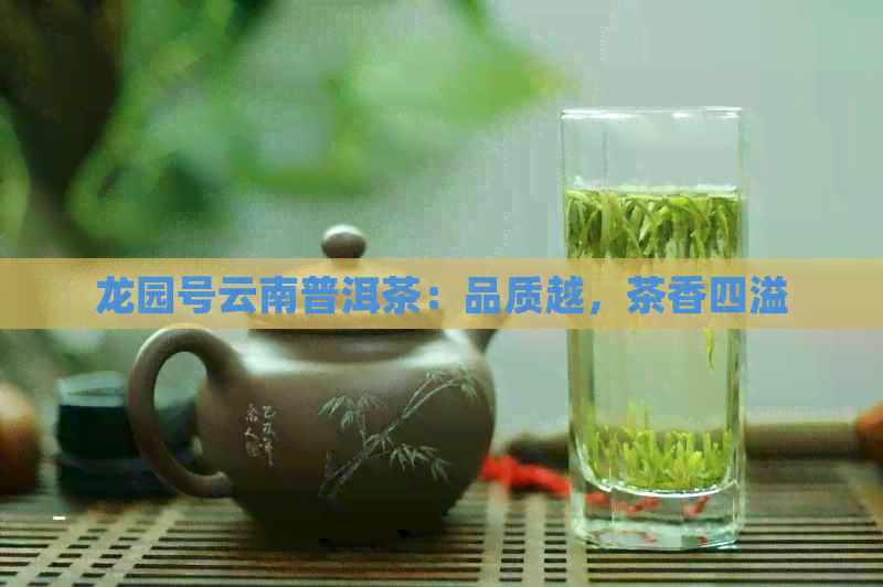 龙园号云南普洱茶：品质越，茶香四溢