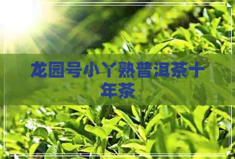 龙园号小丫熟普洱茶十年茶