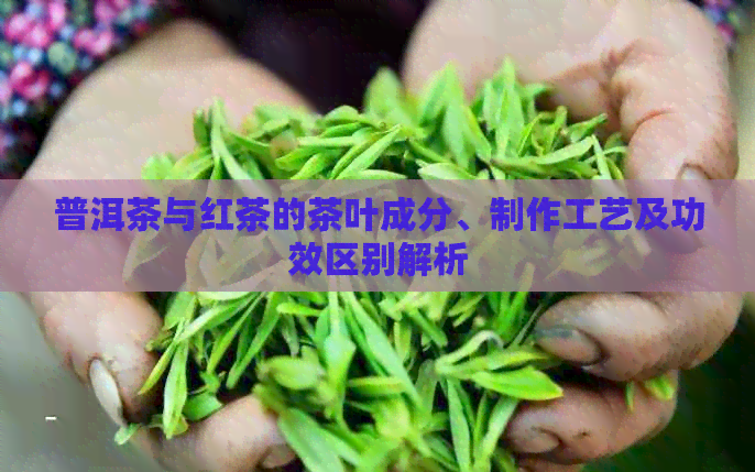 普洱茶与红茶的茶叶成分、制作工艺及功效区别解析