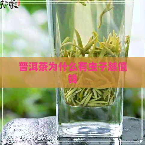 普洱茶为什么有虫子越值钱