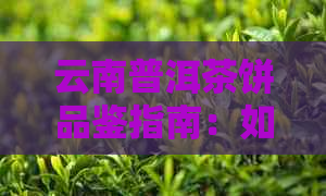 云南普洱茶饼品鉴指南：如何正确冲泡与品尝，让茶香四溢的口感更上一层楼