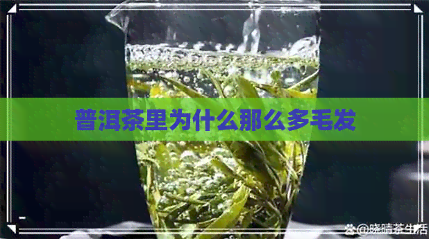 普洱茶里为什么那么多毛发