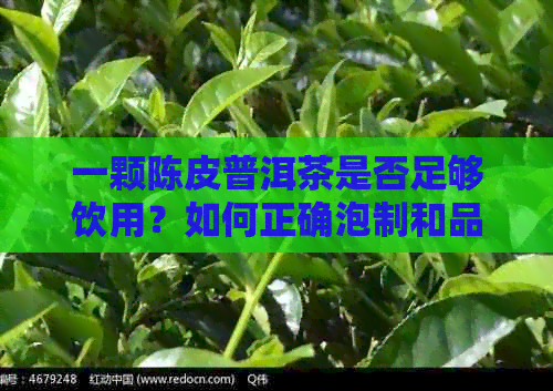 一颗陈皮普洱茶是否足够饮用？如何正确泡制和品尝陈皮普洱茶？