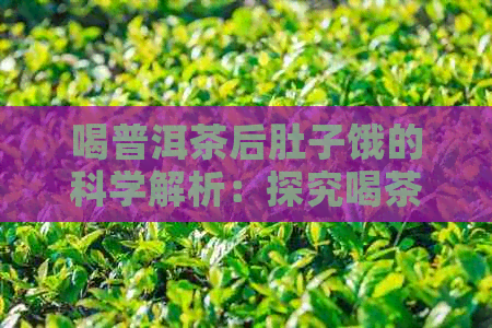 喝普洱茶后肚子饿的科学解析：探究喝茶与饥饿感之间的关系