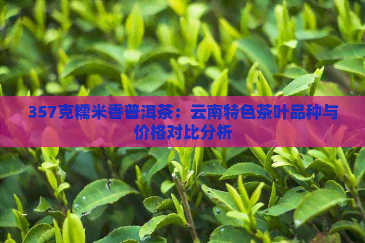 357克糯米香普洱茶：云南特色茶叶品种与价格对比分析