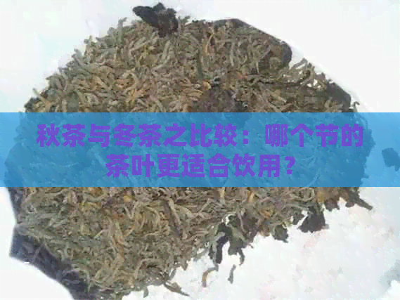 秋茶与冬茶之比较：哪个节的茶叶更适合饮用？