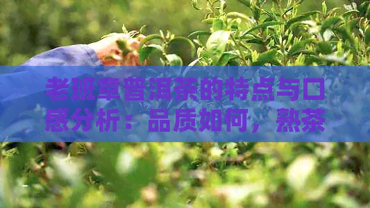 老班章普洱茶的特点与口感分析：品质如何，熟茶值不值得一试？