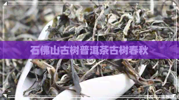 石佛山古树普洱茶古树春秋