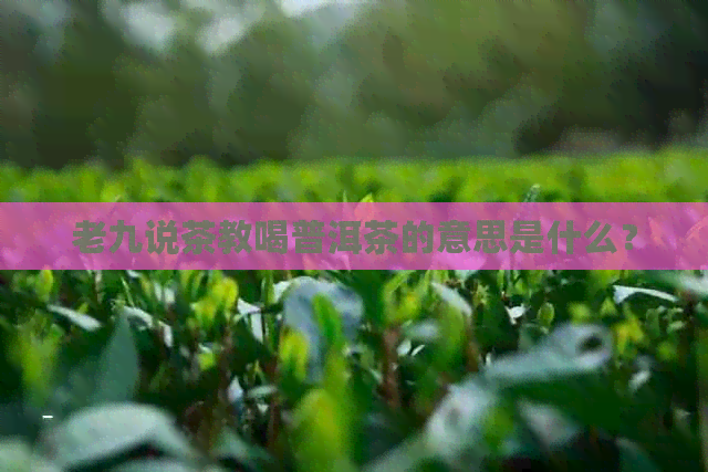 老九说茶教喝普洱茶的意思是什么？