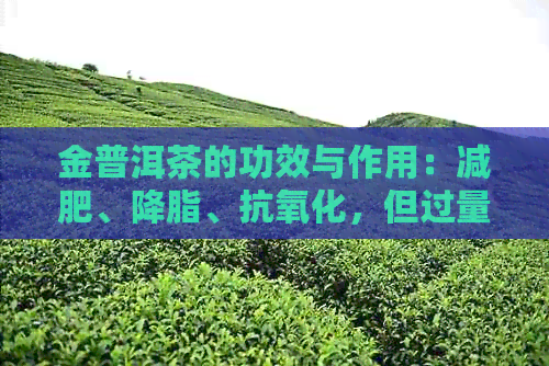 金普洱茶的功效与作用：减肥、降脂、抗氧化，但过量饮用可能导致消化不良。