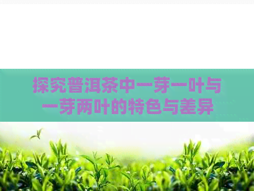 探究普洱茶中一芽一叶与一芽两叶的特色与差异