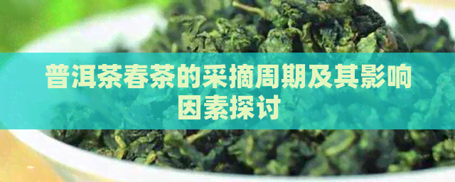 普洱茶春茶的采摘周期及其影响因素探讨