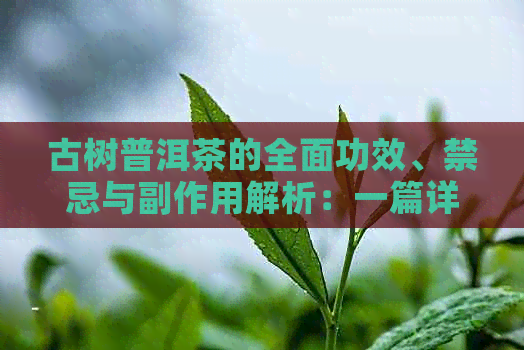 古树普洱茶的全面功效、禁忌与副作用解析：一篇详尽解答用户疑问的文章