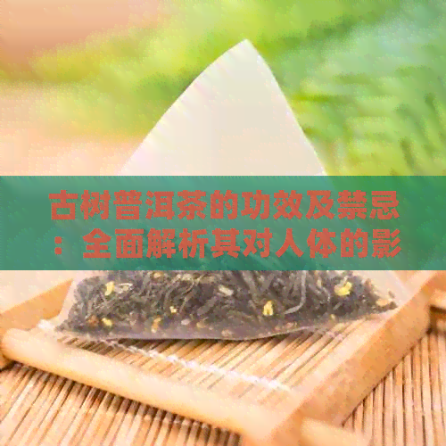 古树普洱茶的功效及禁忌：全面解析其对人体的影响