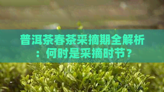 普洱茶春茶采摘期全解析：何时是采摘时节？