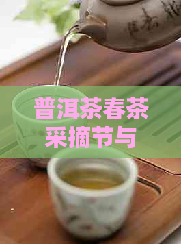 普洱茶春茶采摘节与时间安排