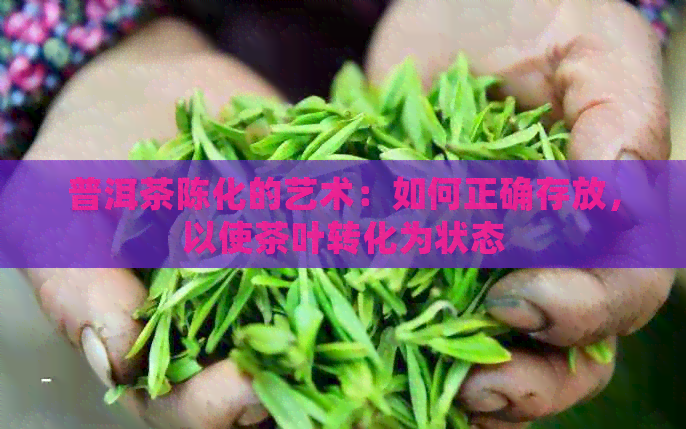 普洱茶陈化的艺术：如何正确存放，以使茶叶转化为状态