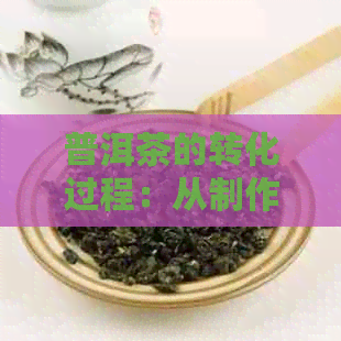 普洱茶的转化过程：从制作到品鉴，您需要了解的一切