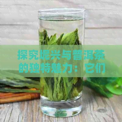 探究坭兴与普洱茶的独特魅力：它们的区别与适用场景