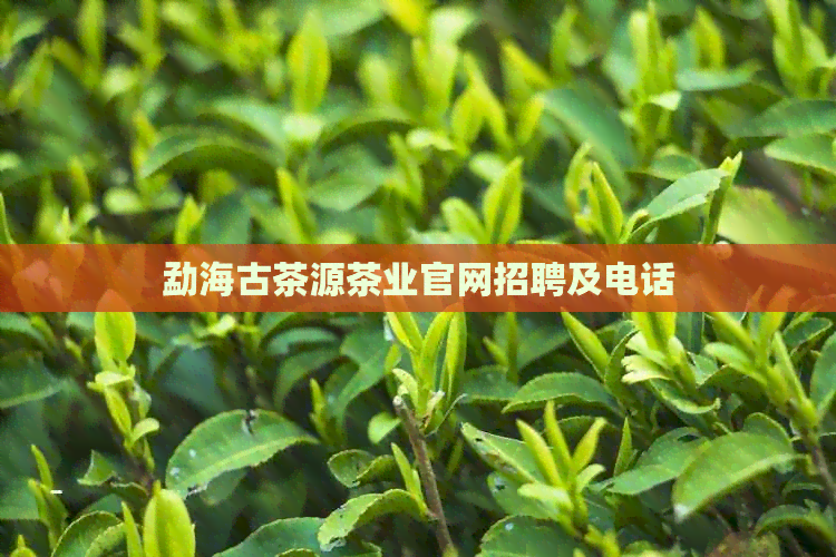 勐海古茶源茶业官网招聘及电话