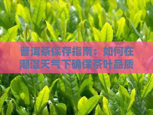 普洱茶保存指南：如何在潮湿天气下确保茶叶品质与口感？